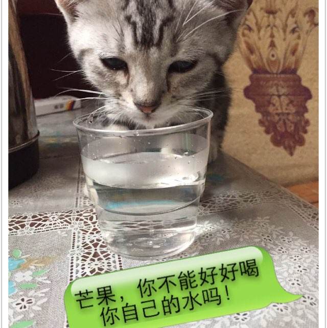 香农理工大学文凭购买